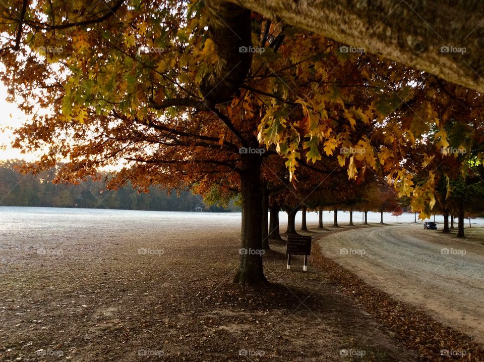 Trees along drive at Lake Benson Park 