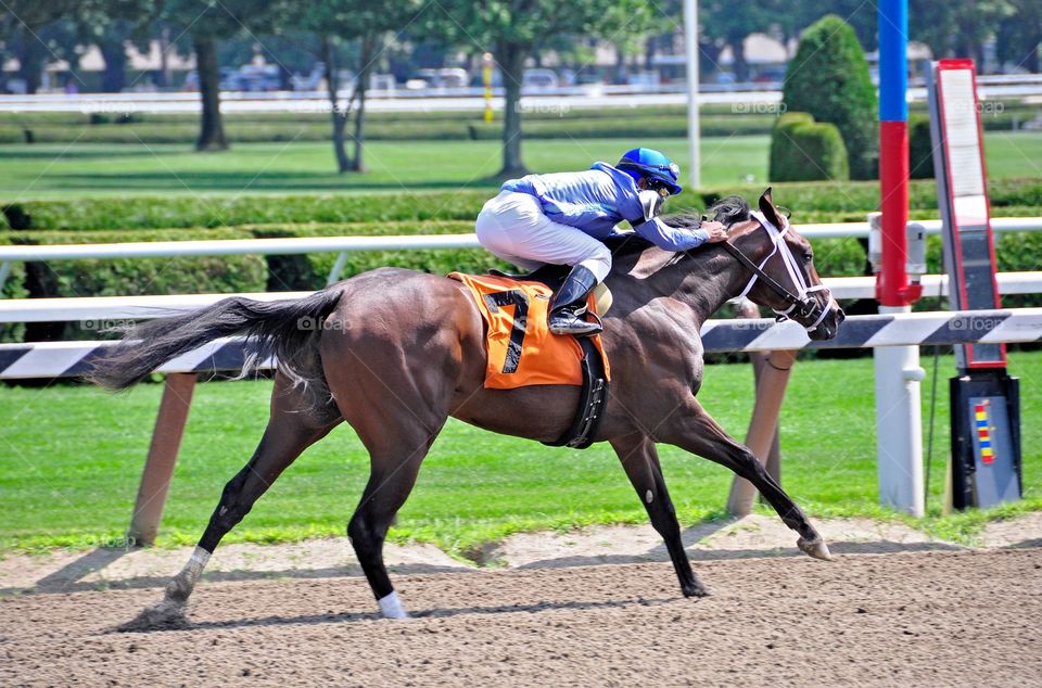 Winning at Saratoga. Irish Sweeptakes, a massive bay filly wins her first race for jockey Rajiv Maragh at Saratoga. 
Zazzke.com/Fleetphoto 