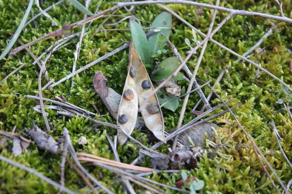 seeds