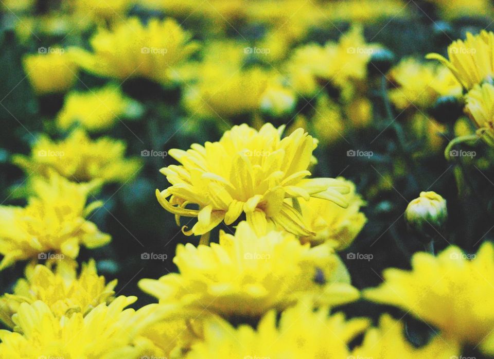 Yellow bloom 