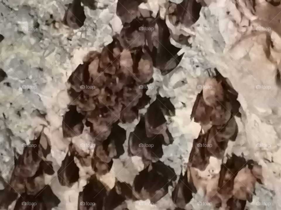Bats family