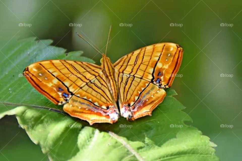 Indian butterfly
