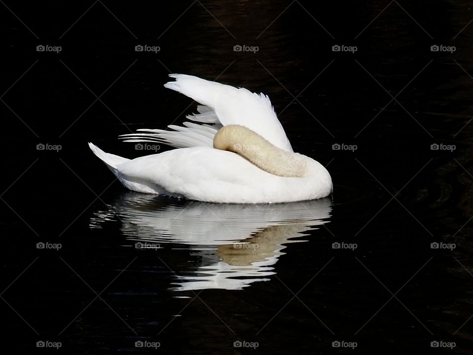 Swan