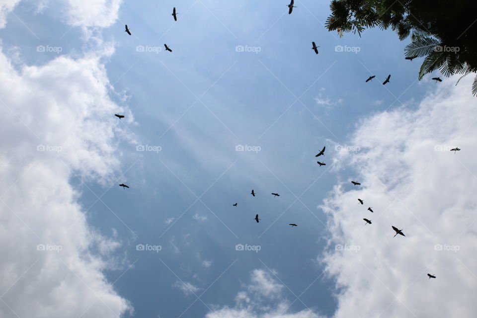 Bird, Flight, Sky, No Person, Wildlife