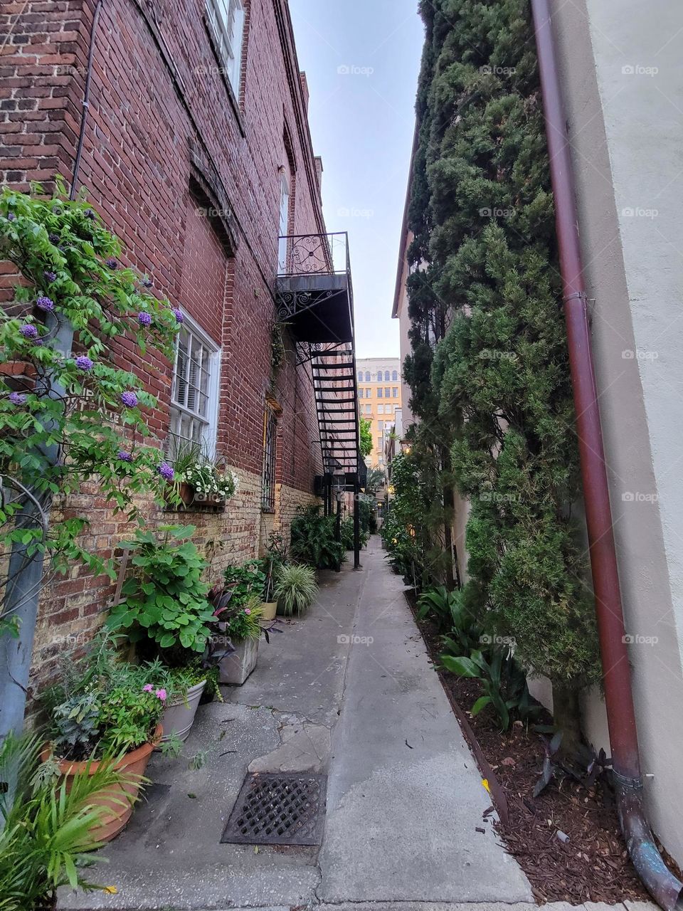 a vegetal wall for a vegetal passageway