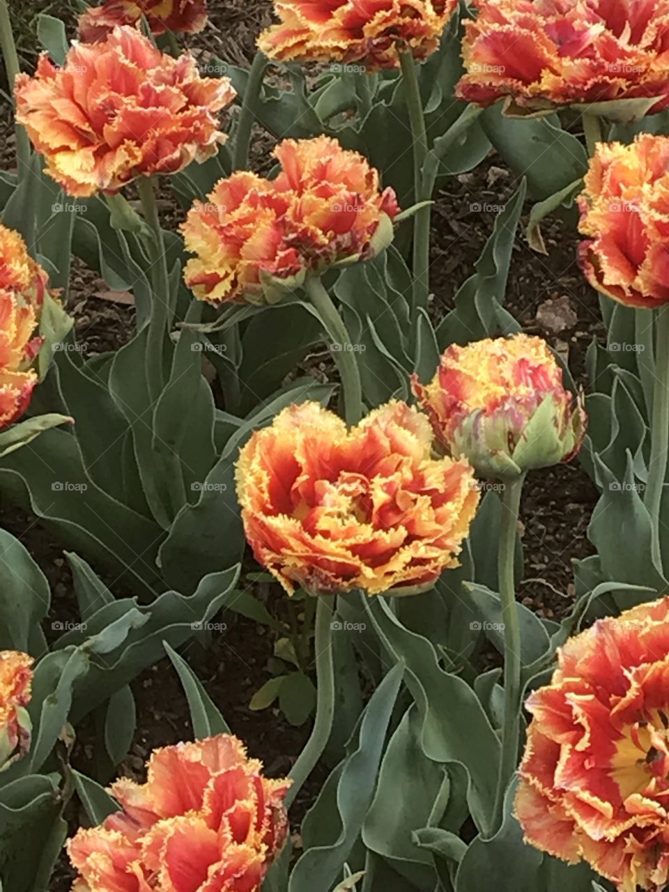 Tulips galore