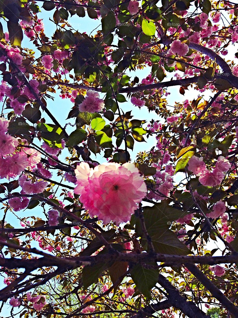 Japanese cherry tree 