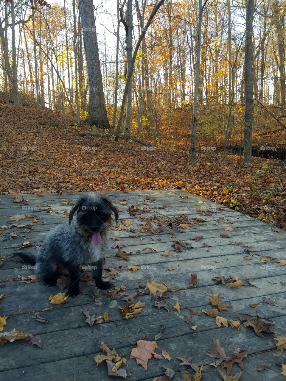 A dog in the forest