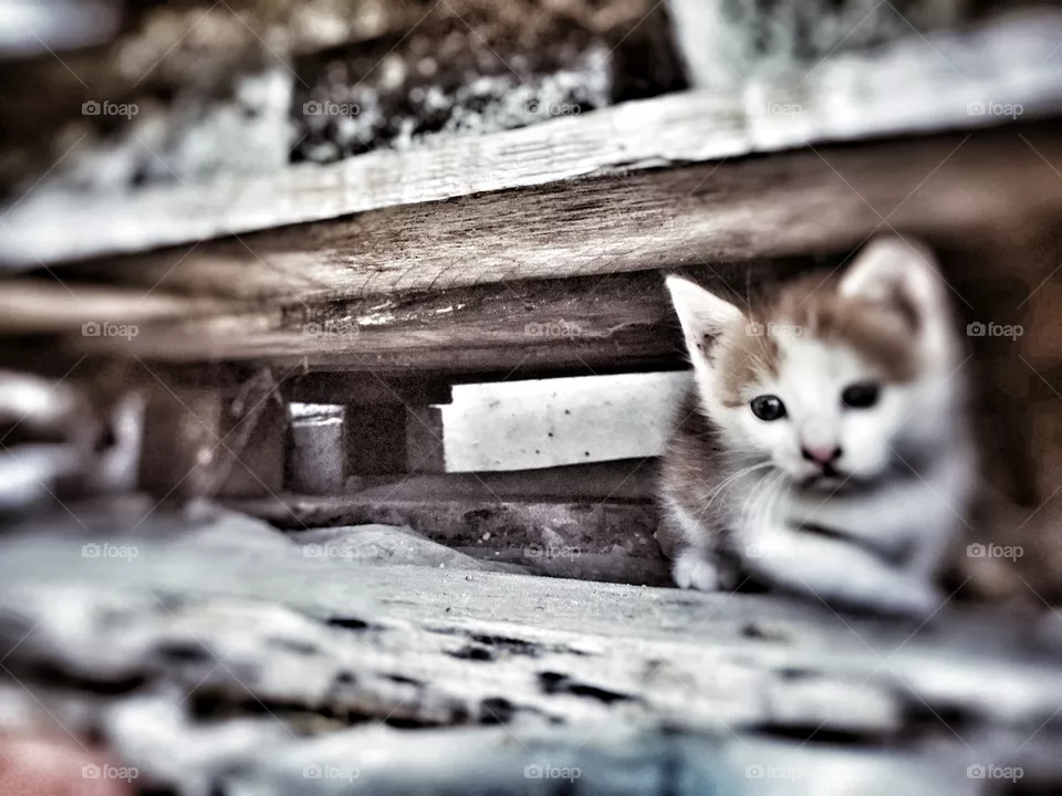 Cats