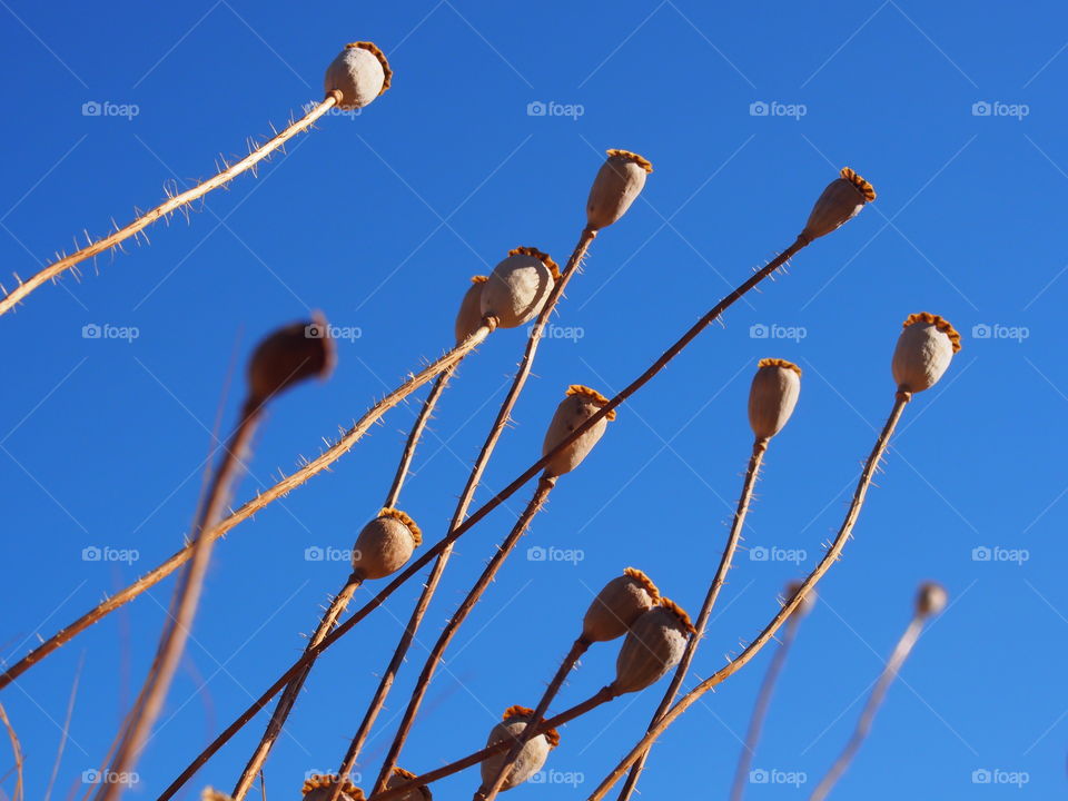 Low angle view of poppy seeds