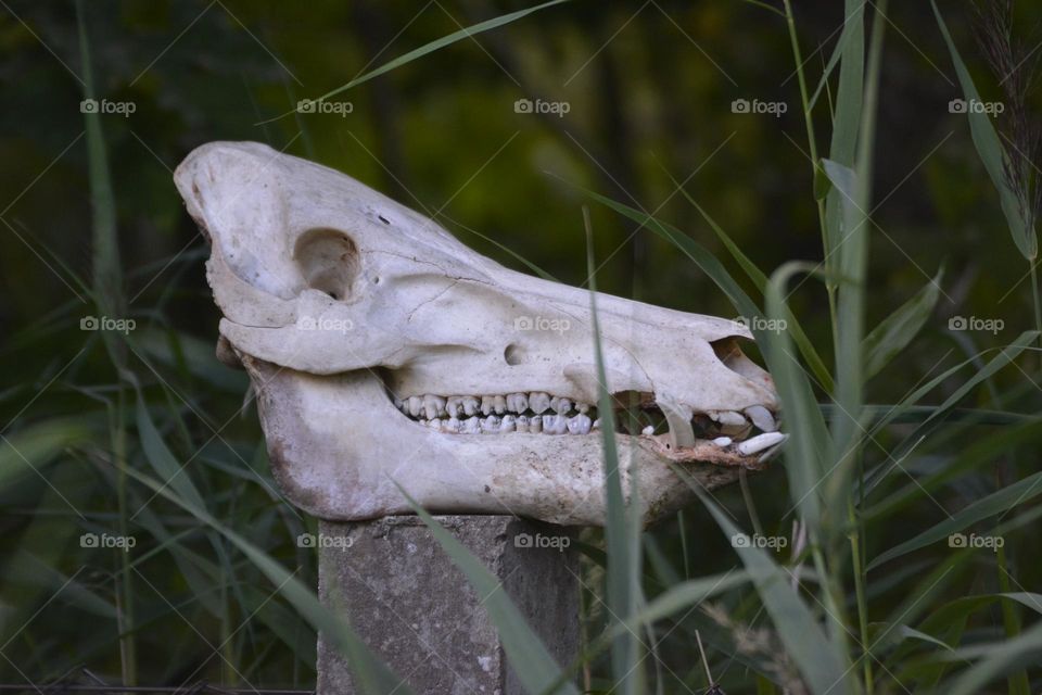 "A boar's skull"