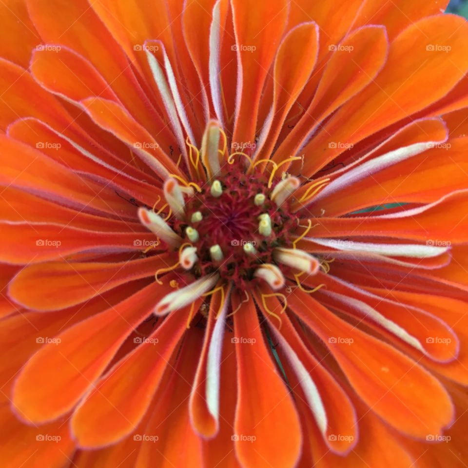 Orange Zinnia