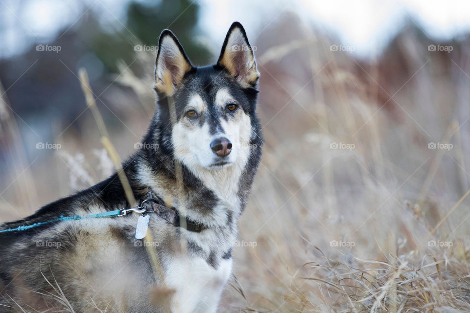 Husky 