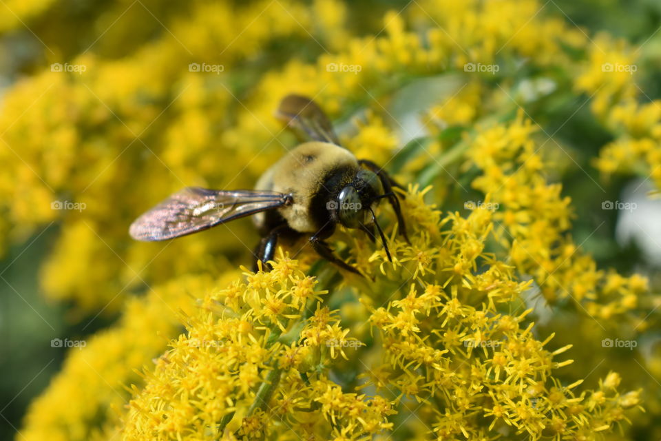 bumblebee on a Goldenrod plant.