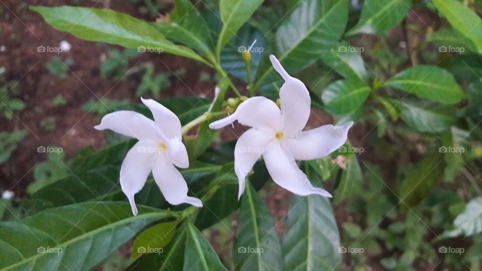 flowers