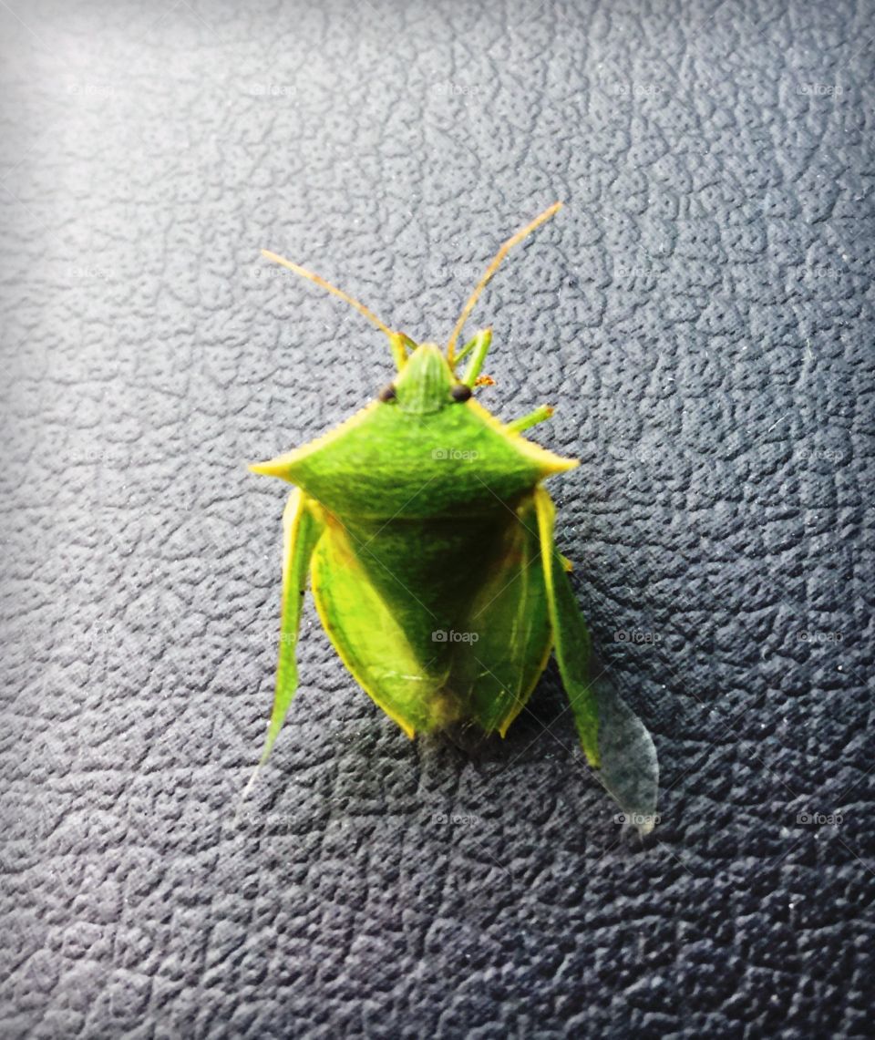 Stink bug