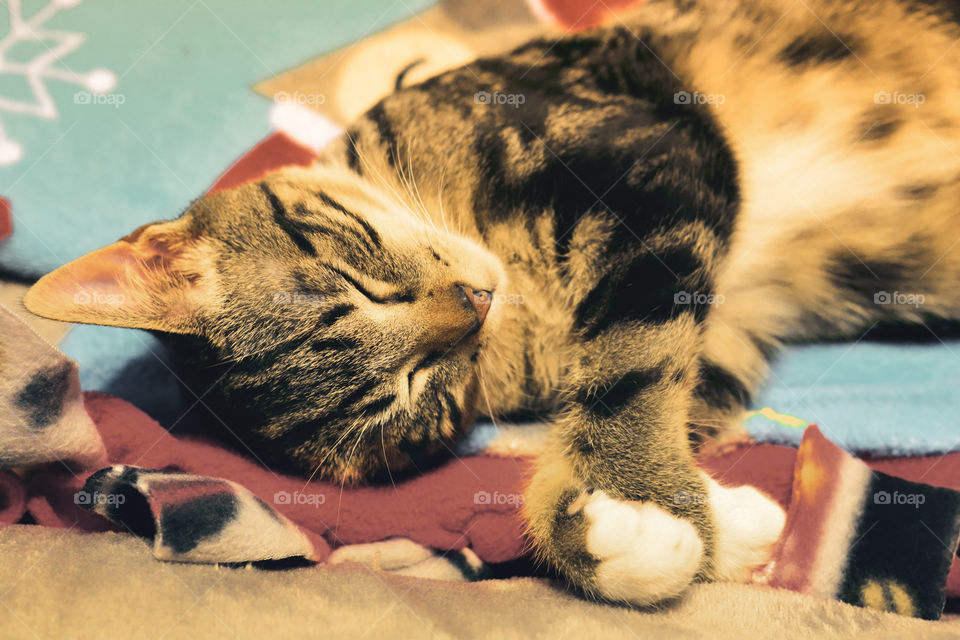 kitty cat sleep