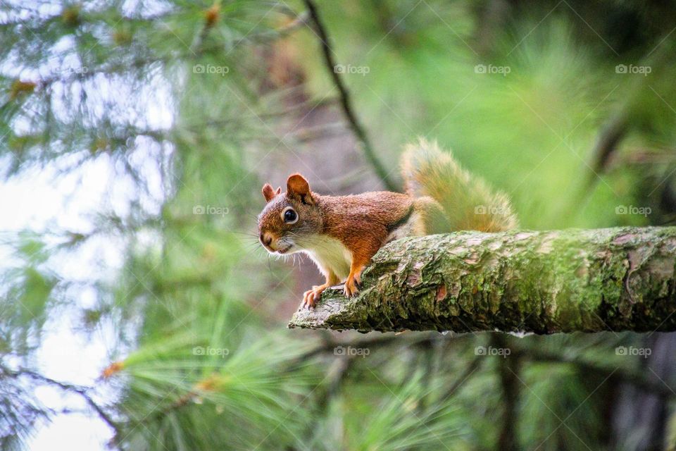 Little red squirrel