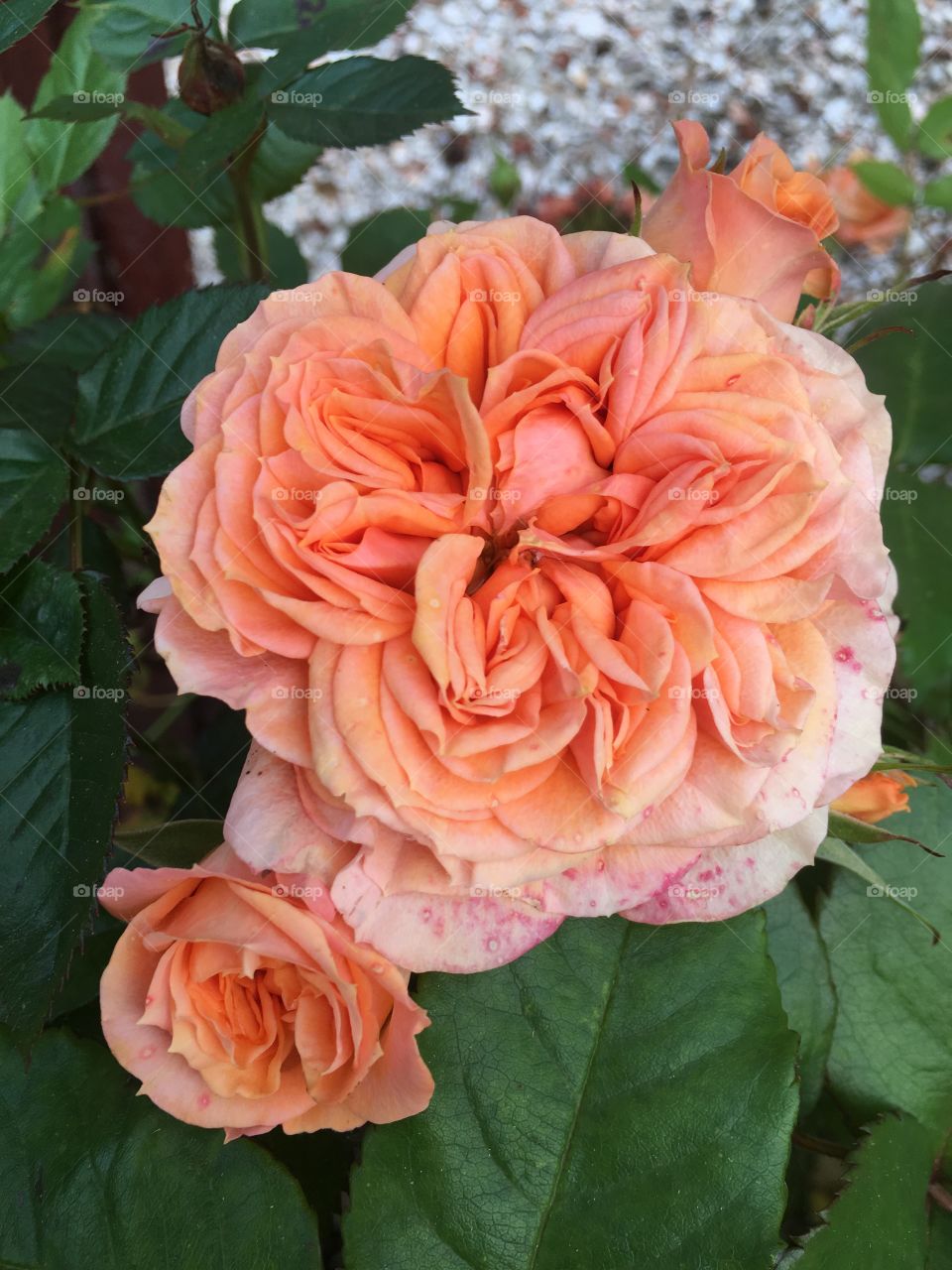 Pretty peach coloured rose flowers on a bush in the garden in summer 