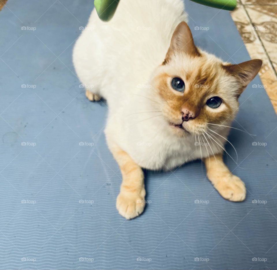 Siames cat playfully in a blue mat 