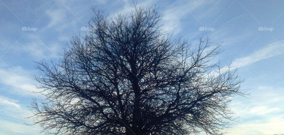 silhouette of a tree in a winter day in the clouds