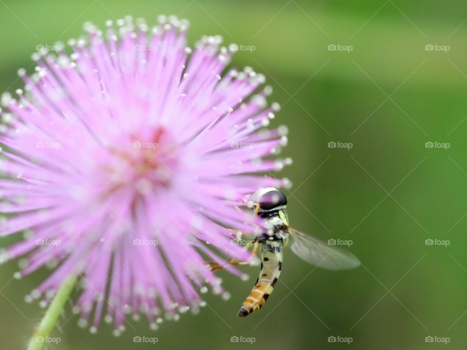 Hoverfly and Flower