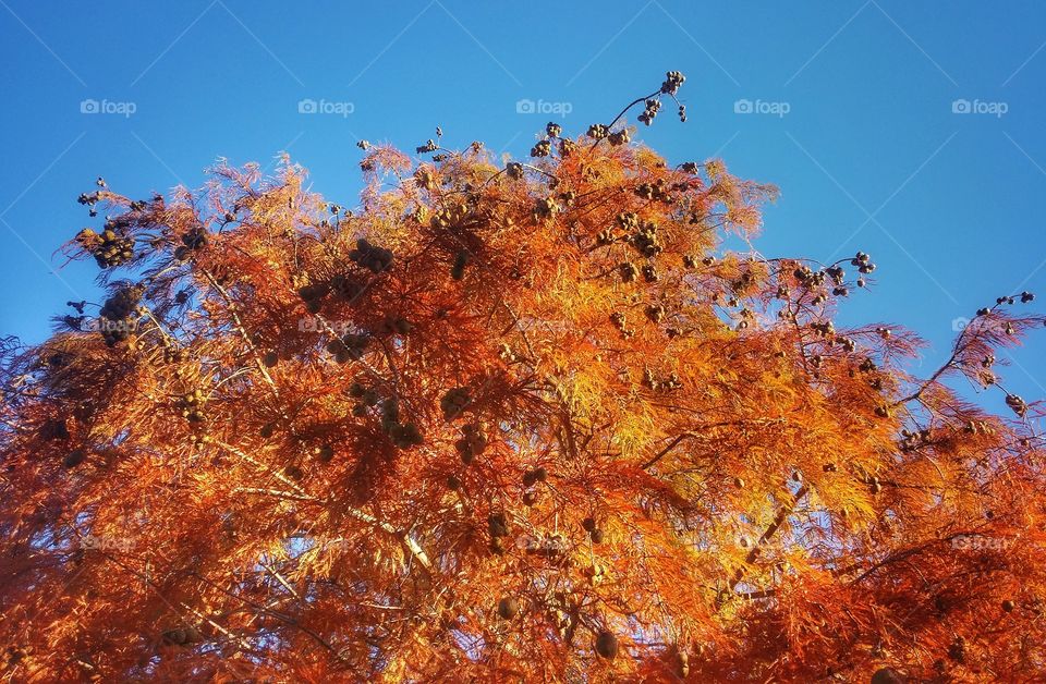 The top of a cypress tree in fall orange against a blue sky first signs of autumn