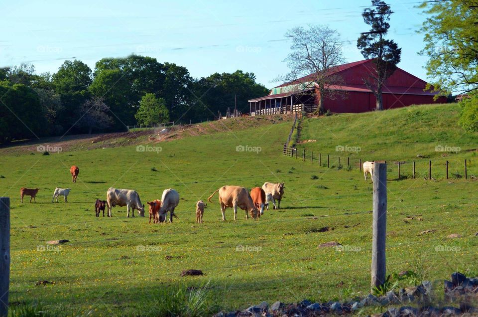 cows on farm