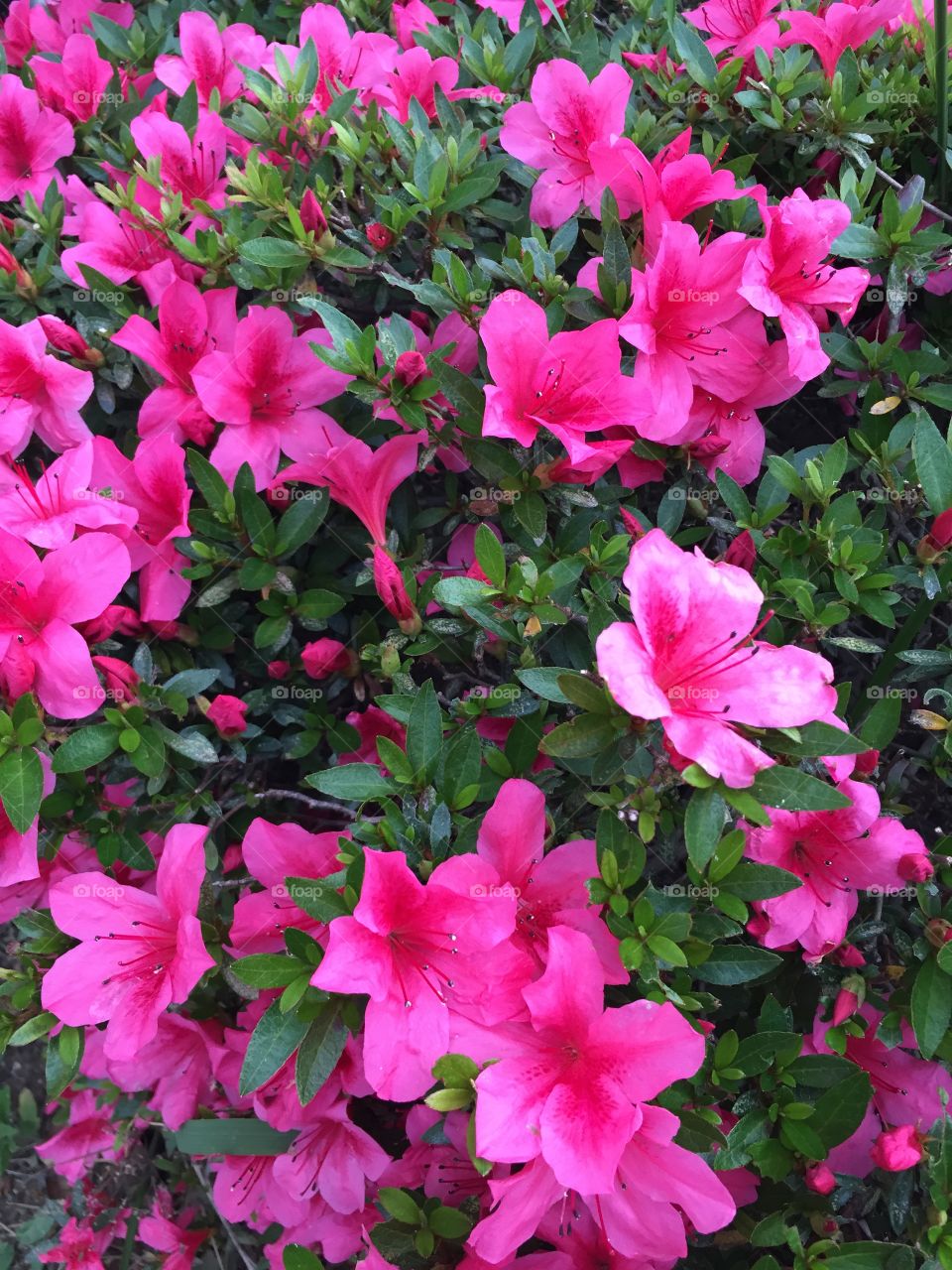 Close-up of pink flowers