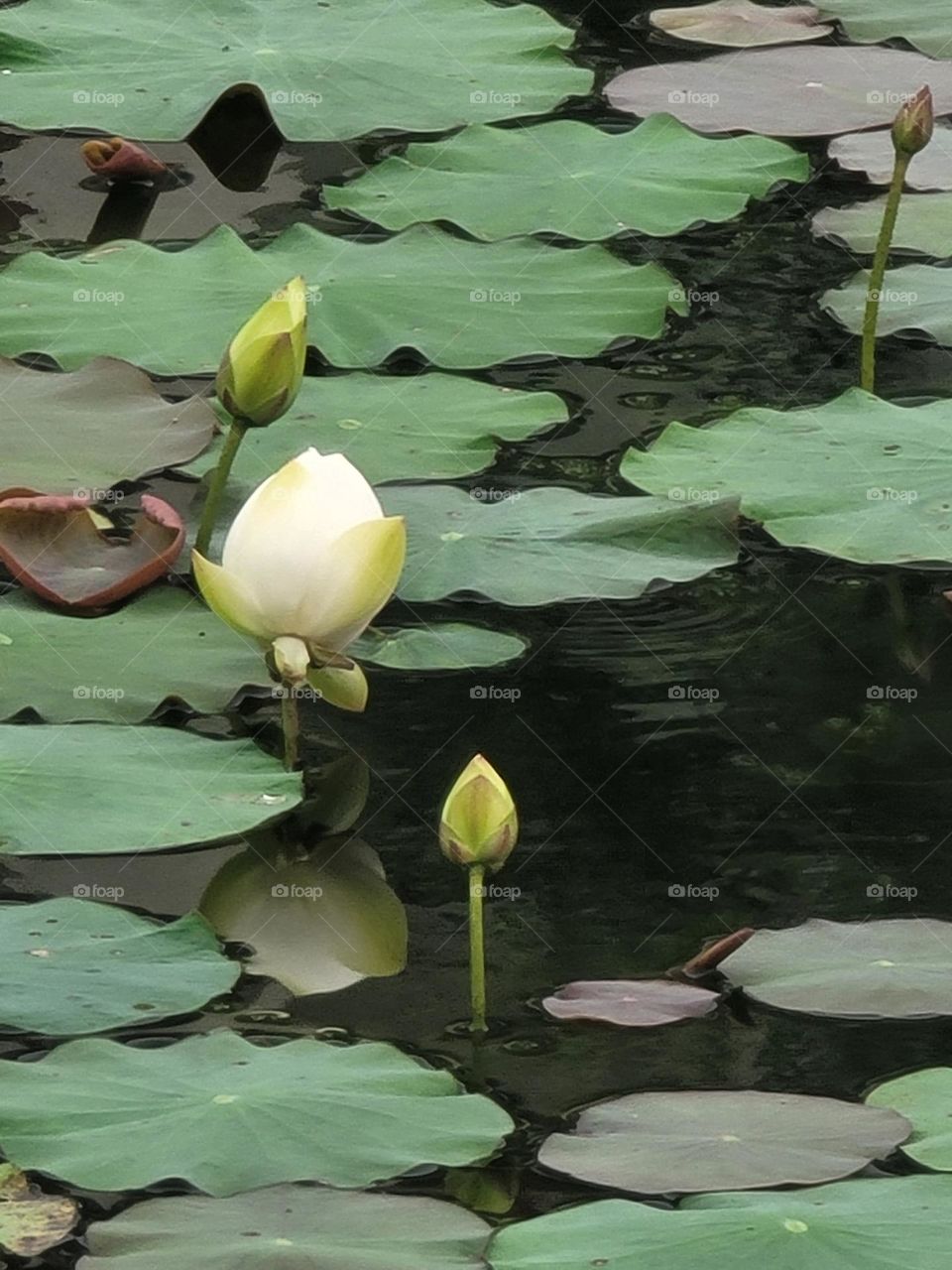 Those lotus flowers that haven't fully bloomed yet