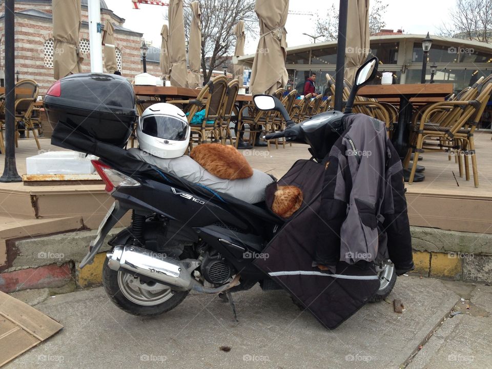 Cat on the bike 