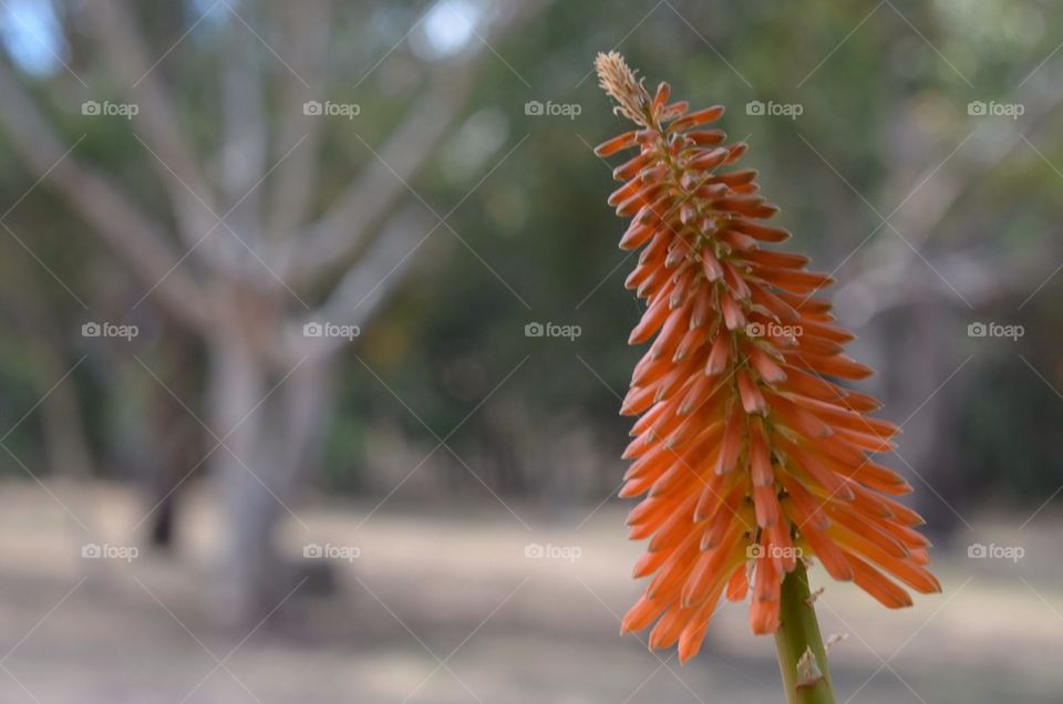 Australian Native Flower