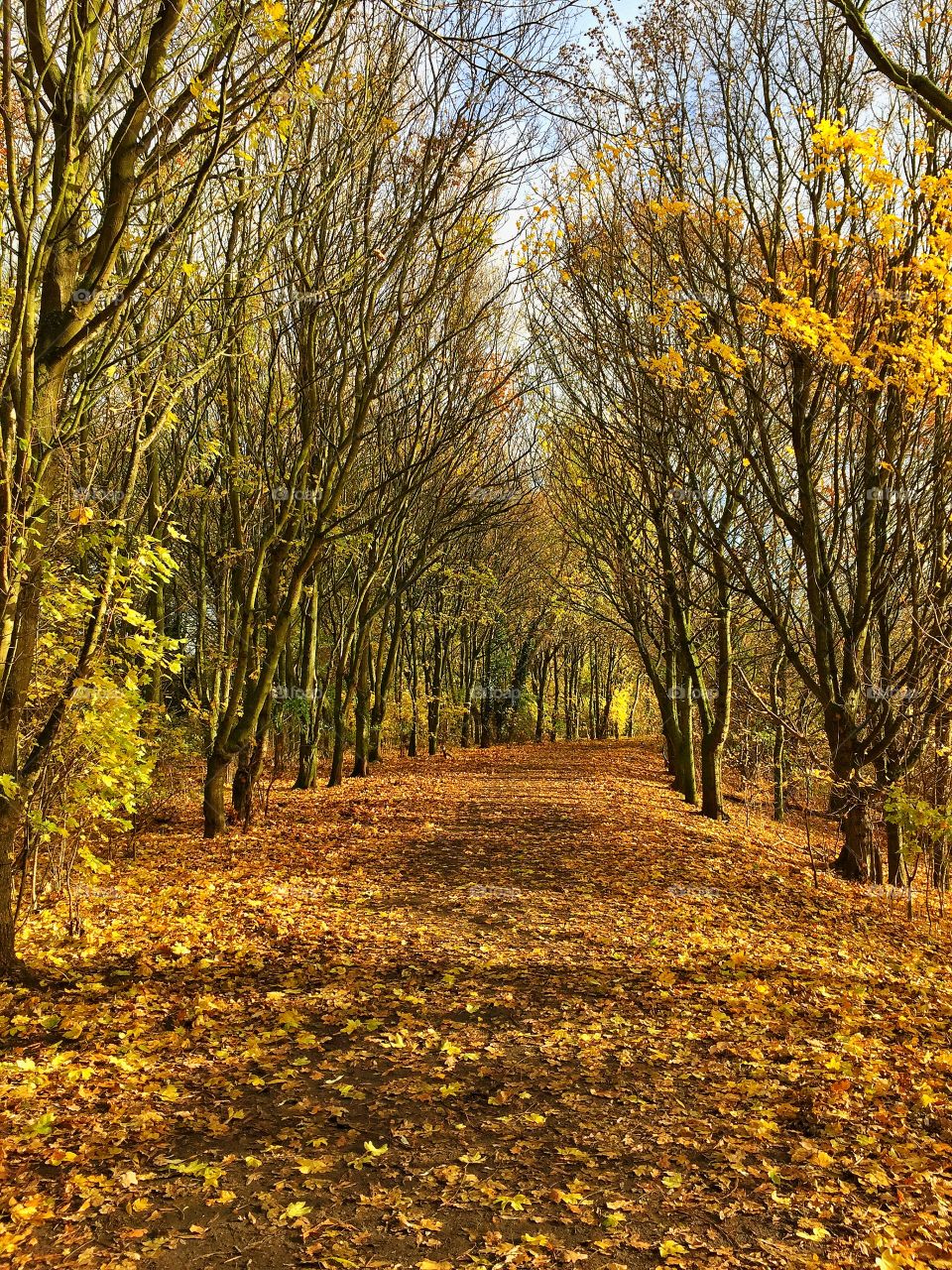 Autumn in the forest