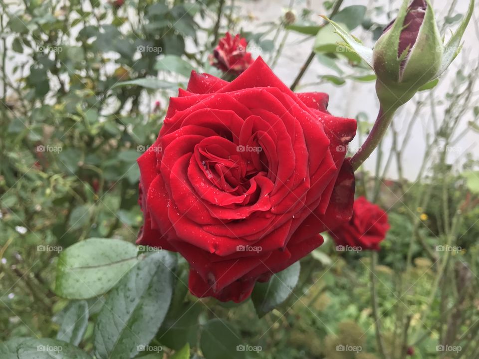 The red rose.