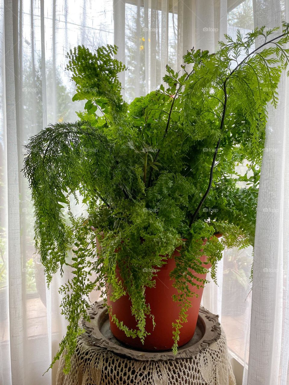 fern in a pot inside the home