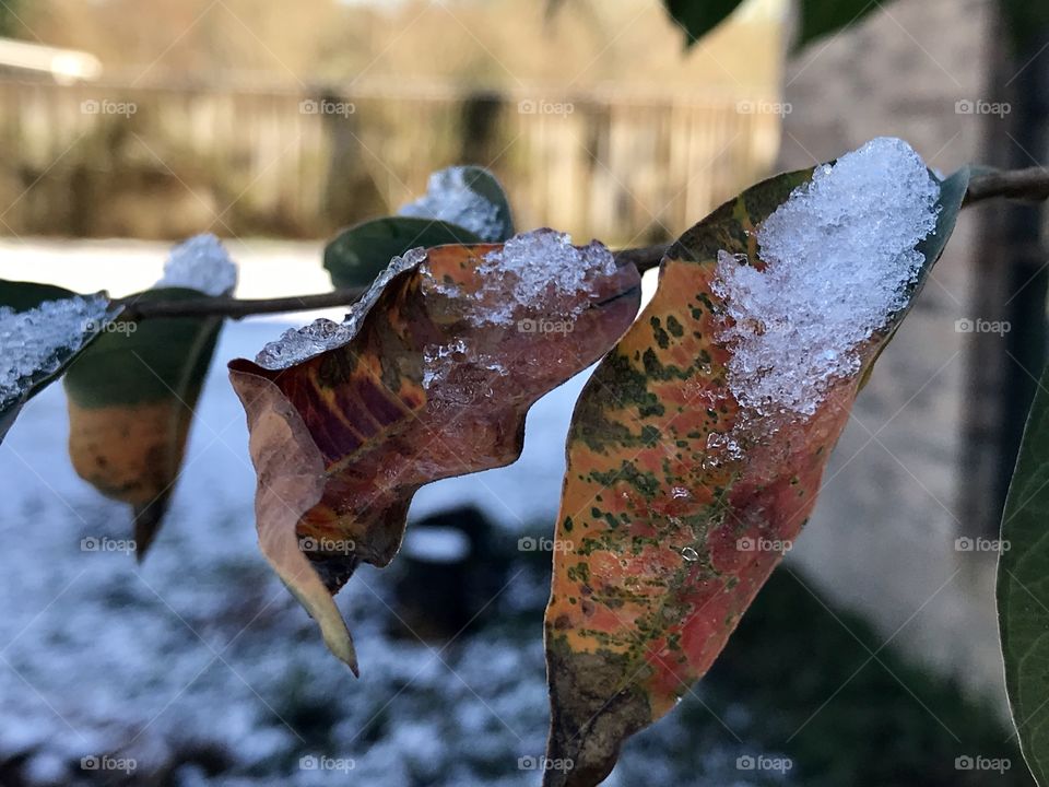 Snow on a leaf 