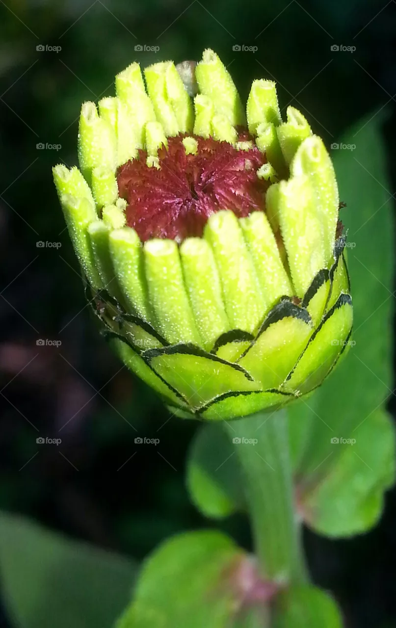 Zinna