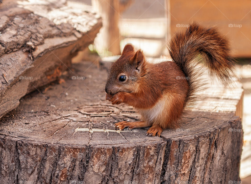 Close-up of a squirrel