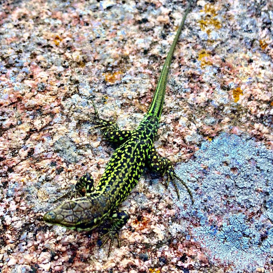 Lizard In Corsica.