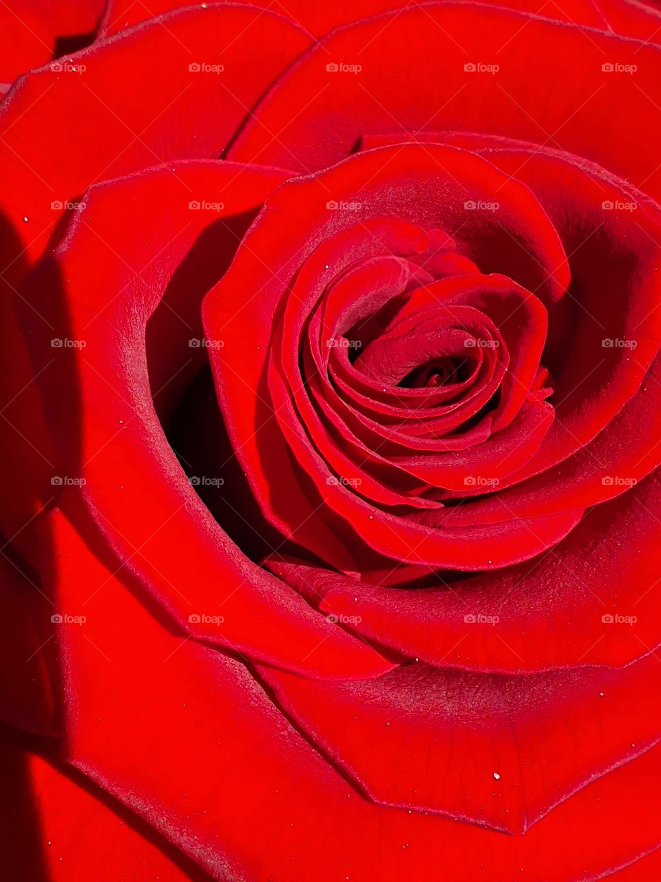 velvet red rose center closeup