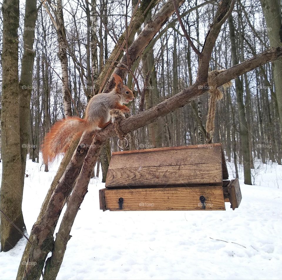 squirrel beautiful portrait, mobile photography