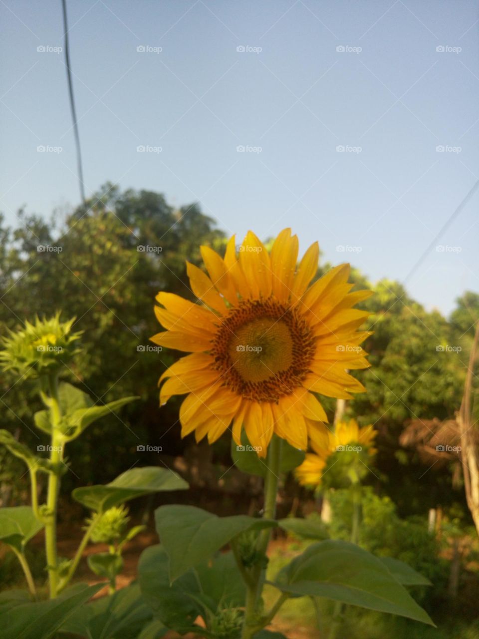 Sunflower