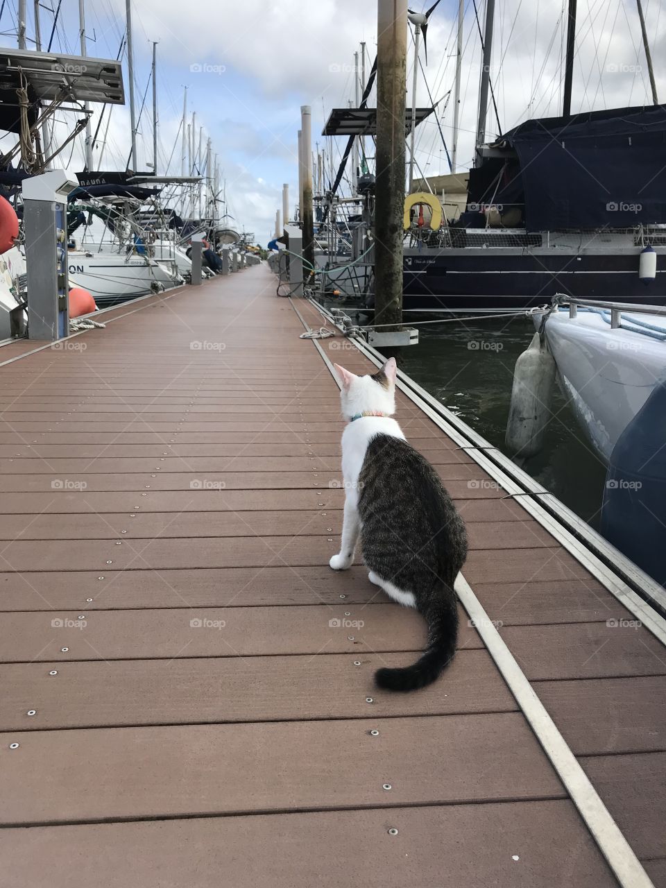 cat on a marina pier