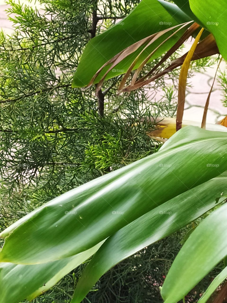 Ti leaves with Thuja- in the backdrop