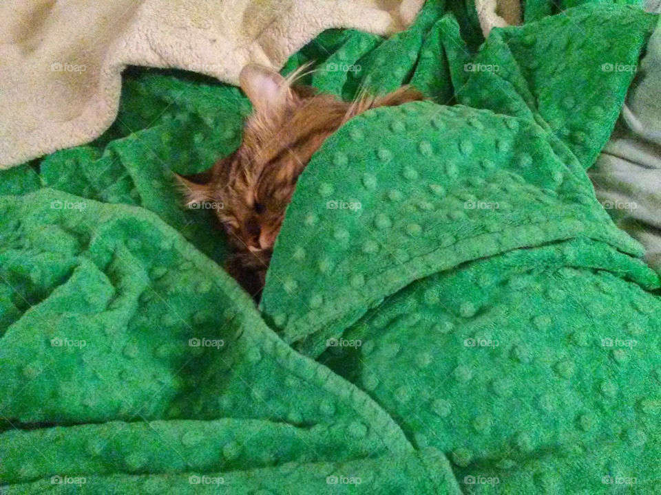 Kitty in a blanket