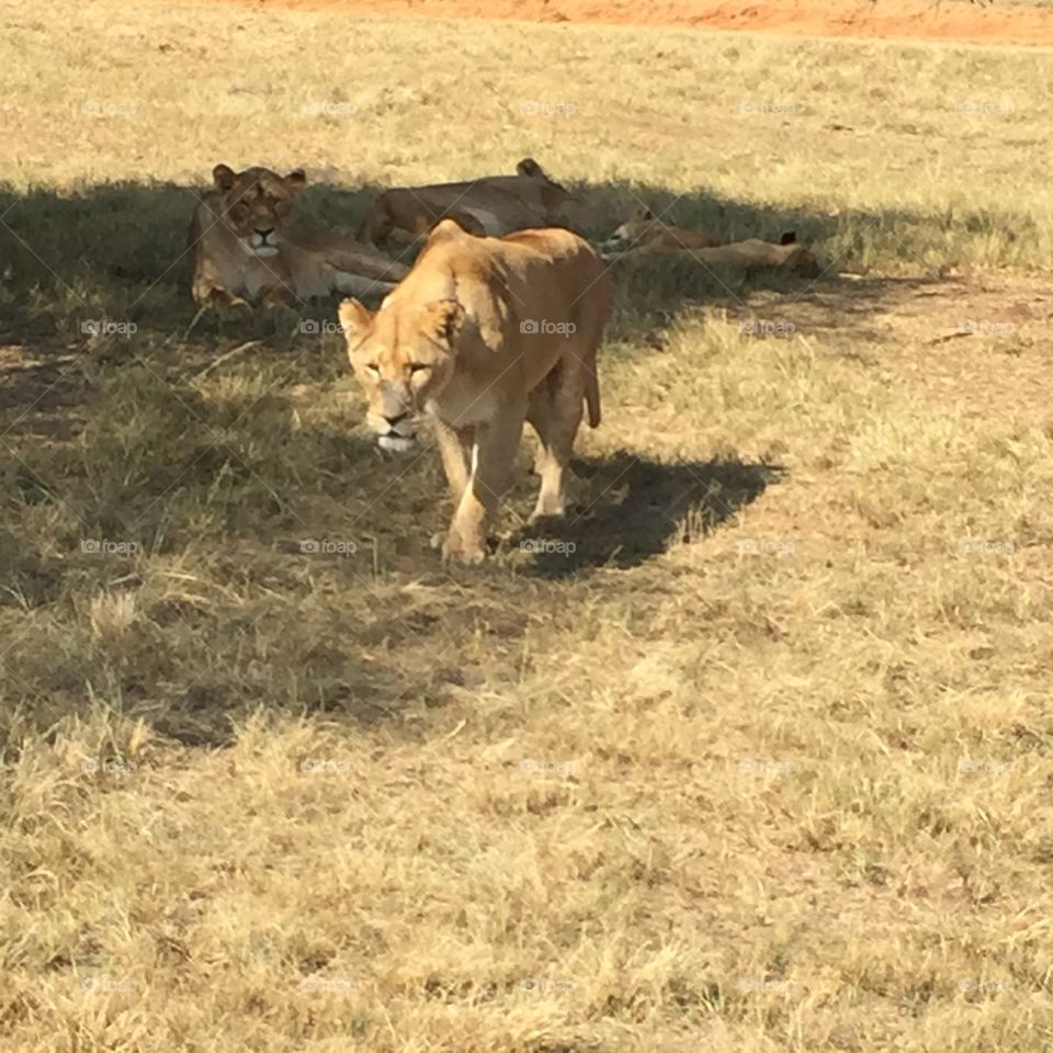 Looking for lunch