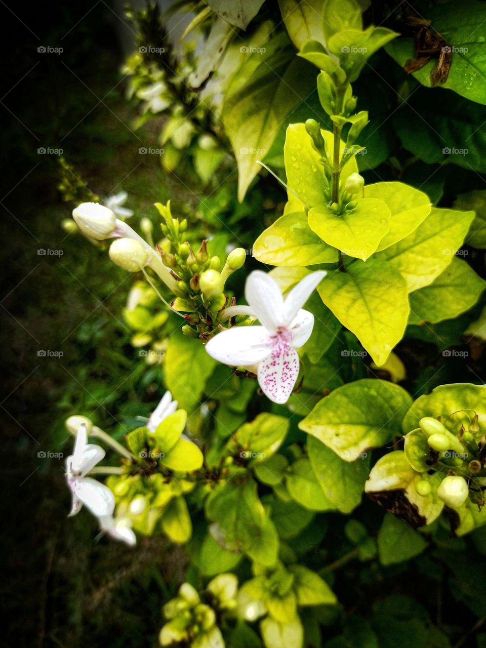 weird flower's and beautiful nature