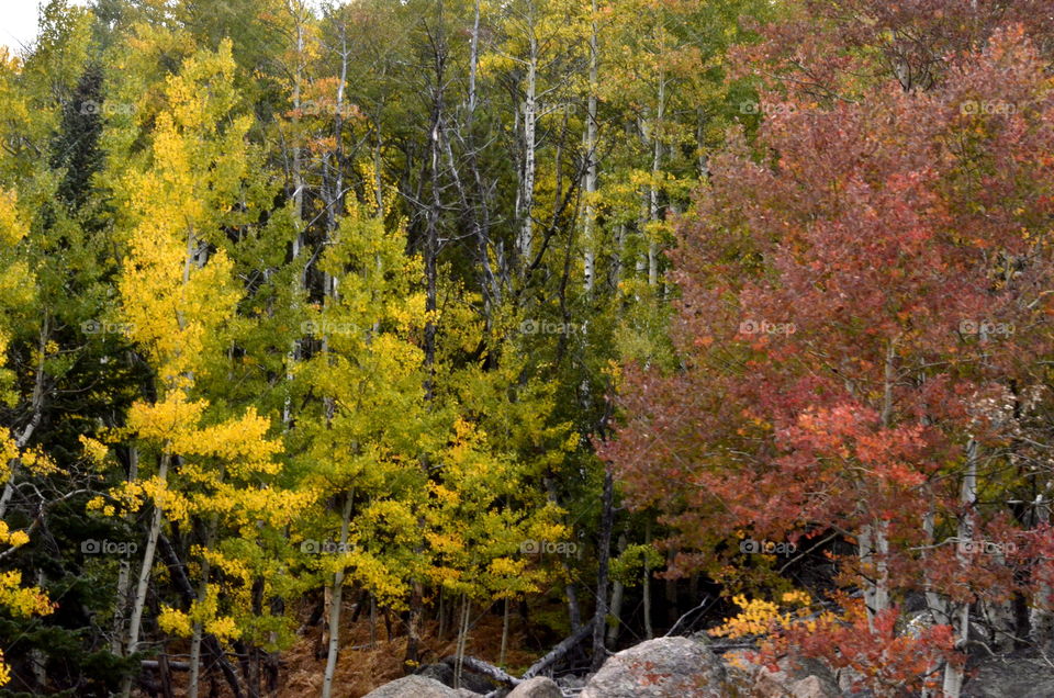 Aspens in Fall
