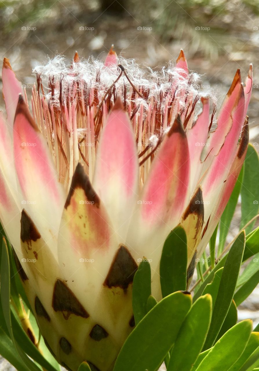 Pink dream; soft muted colours and wispy delicateness in this beautiful blooming tropical plant against a blurred background 