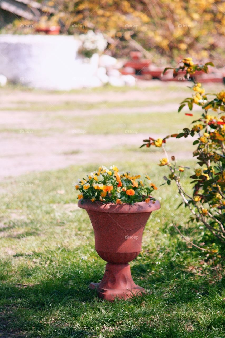 Don't forget to decorate your garden with flowers bright as the sun!